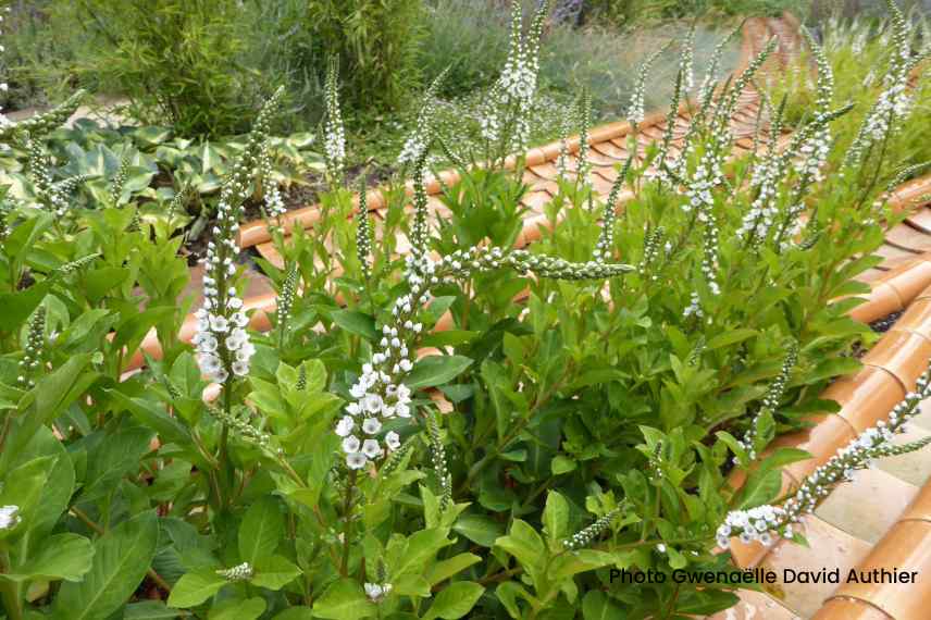 Detournement tuile au jardin