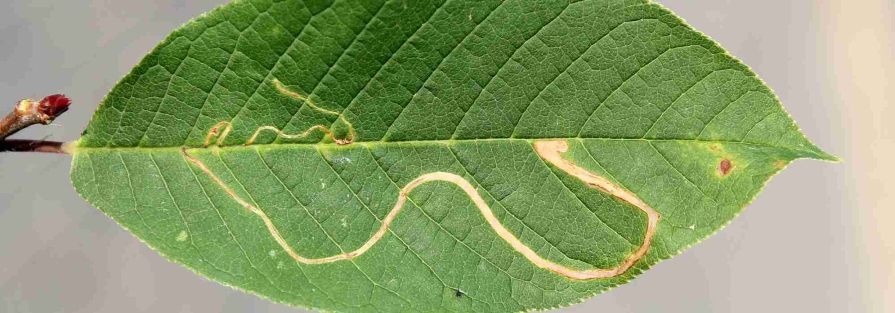 Comment se débarrasser des mineuses sur les plantes ?