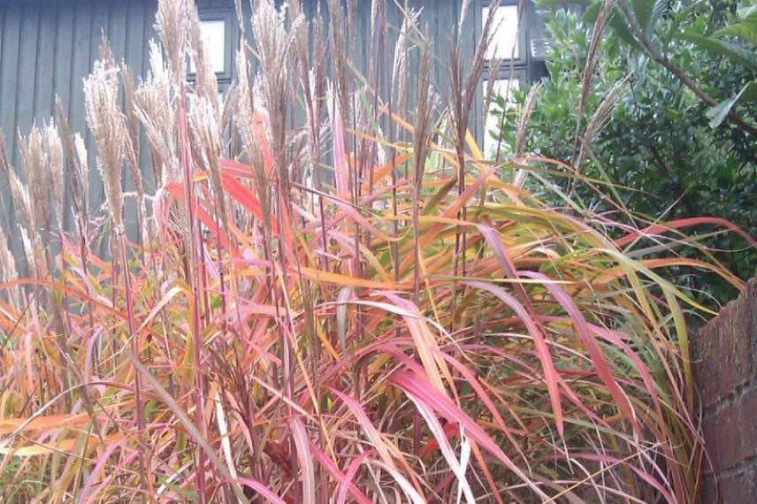 feuillage rose de miscanthus