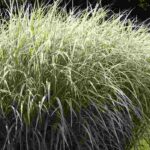 10 miscanthus de grande taille à découvrir