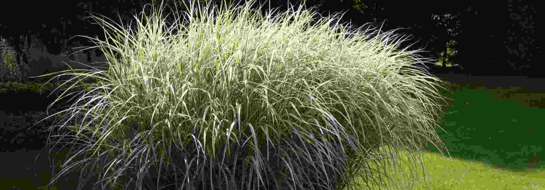 10 miscanthus de grande taille à découvrir