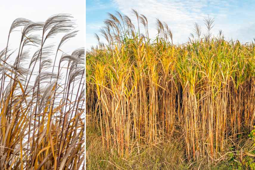 miscanthus géant grande taille