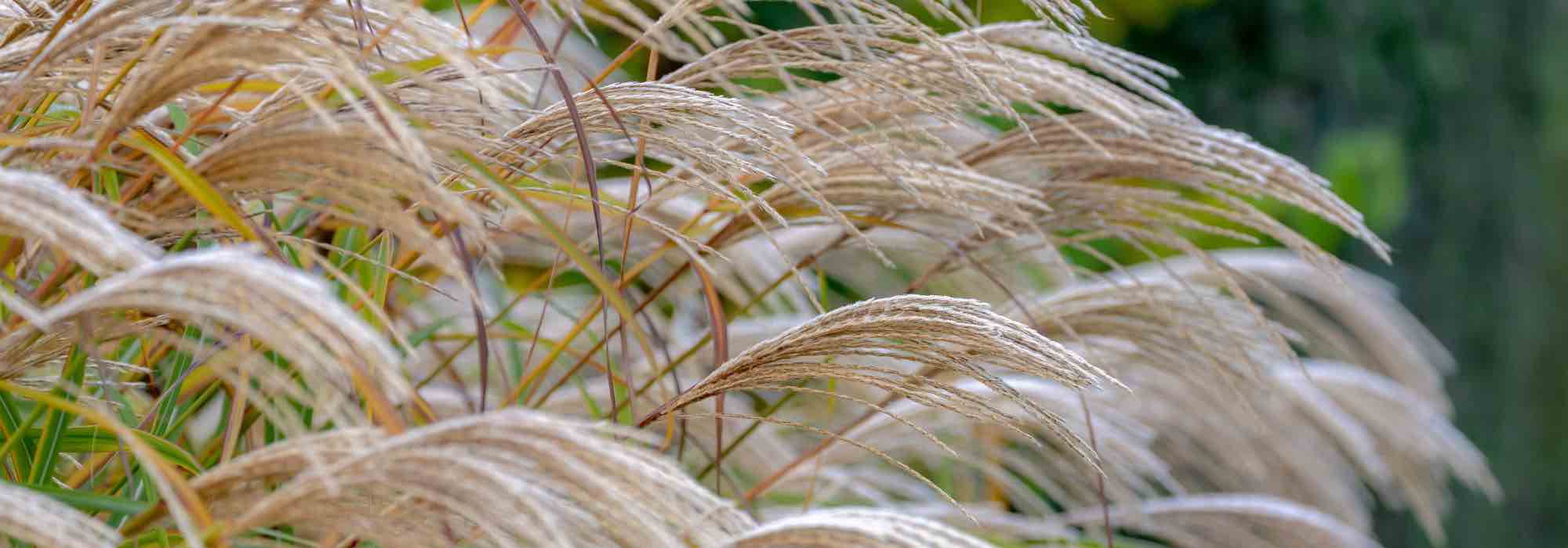 Comment cultiver un miscanthus en pot ?