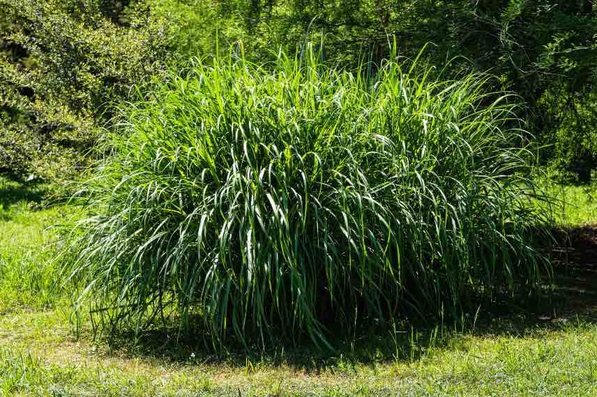 touffe de miscanthus