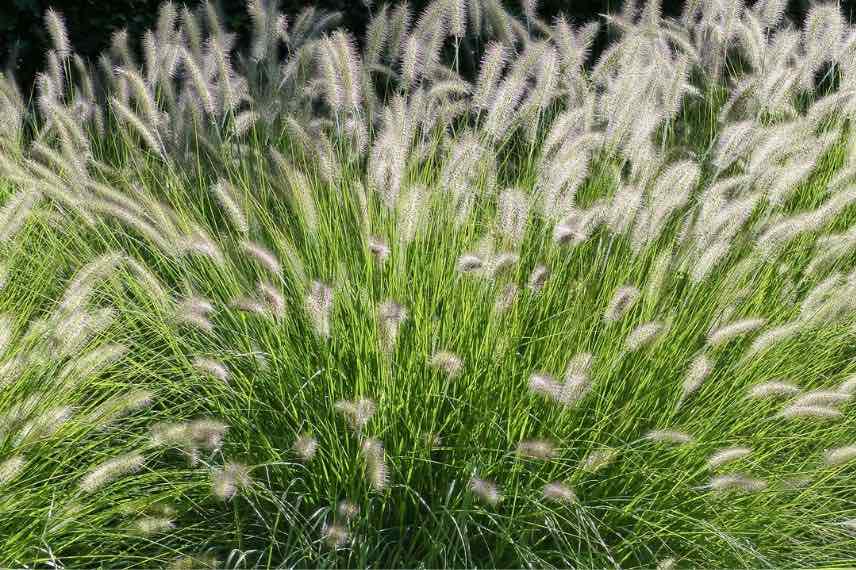 pennisetum au soleil