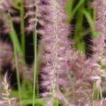 Comment cultiver un pennisetum en pot ?