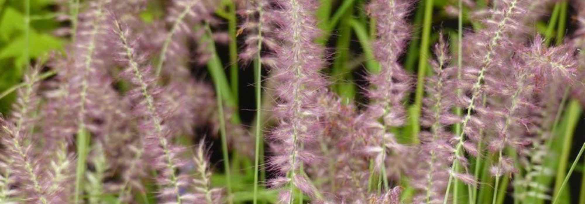 Comment cultiver un pennisetum en pot ?