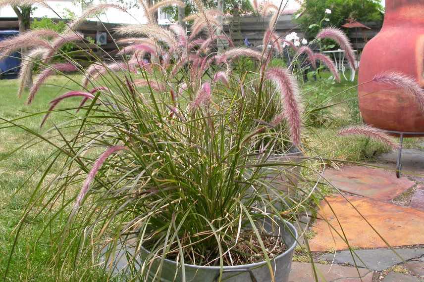 pennisetum en pot