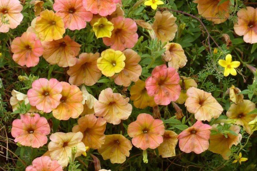 fleurs de petunia couleurs chaudes