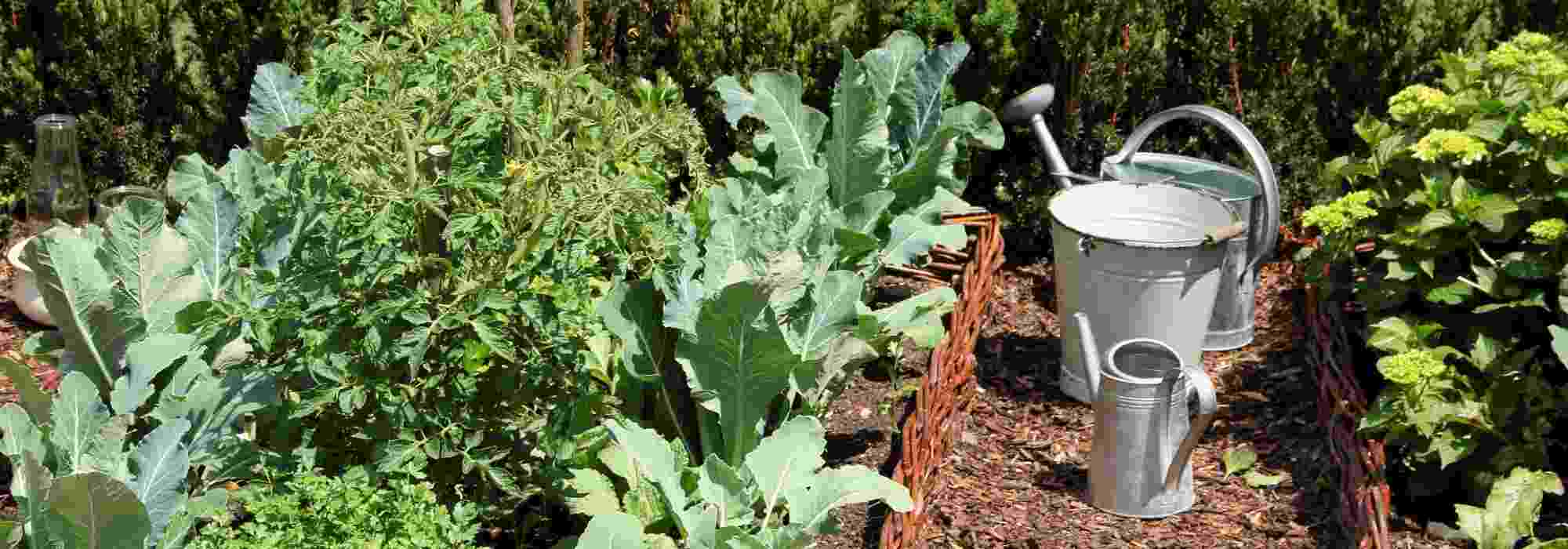 Potager en région Est : quels légumes cultiver ?