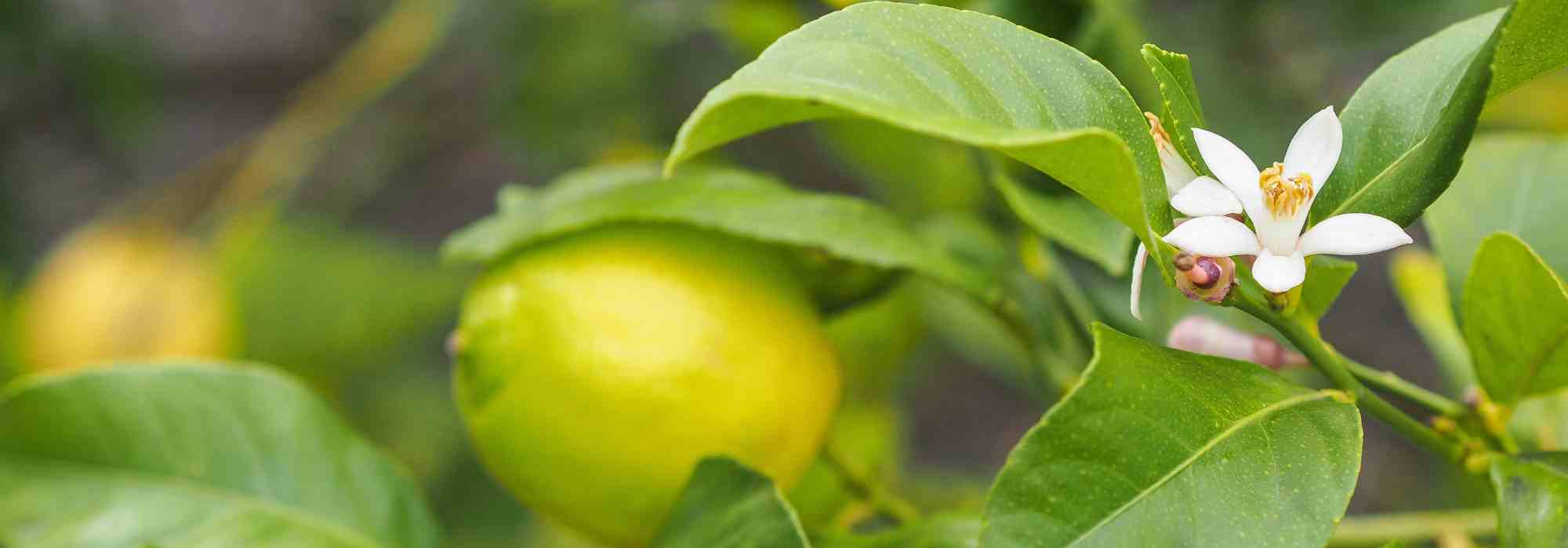 Pourquoi mes agrumes ne produisent pas de fruits ?