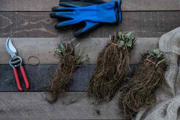 Je viens de recevoir mes plantes en racines nues : que faire ?