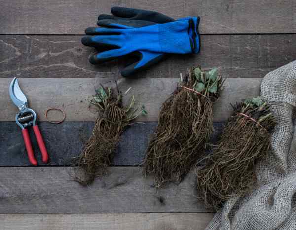 Je viens de recevoir mes plantes en racines nues : que faire ?