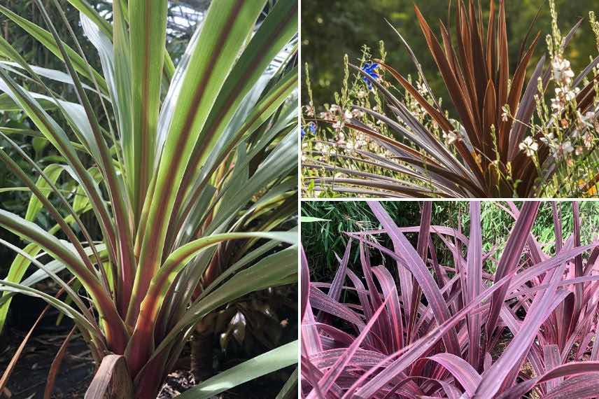 quelques feuillages de cordylines colorées