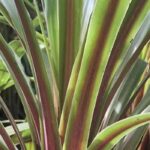 Quelle cordyline planter selon votre région ?