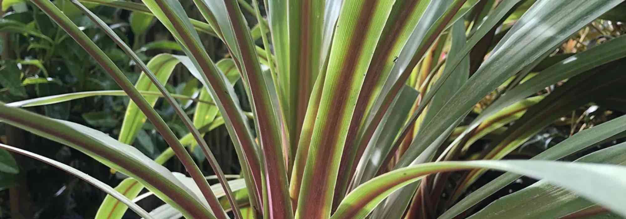 Quelle cordyline planter selon votre région ?