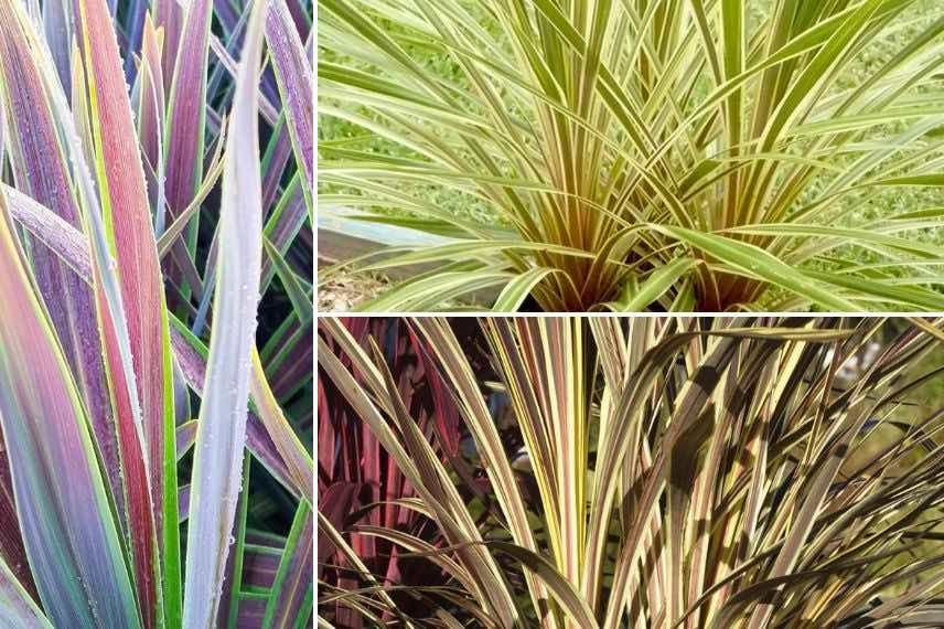 quelques feuillages de cordylines panachées