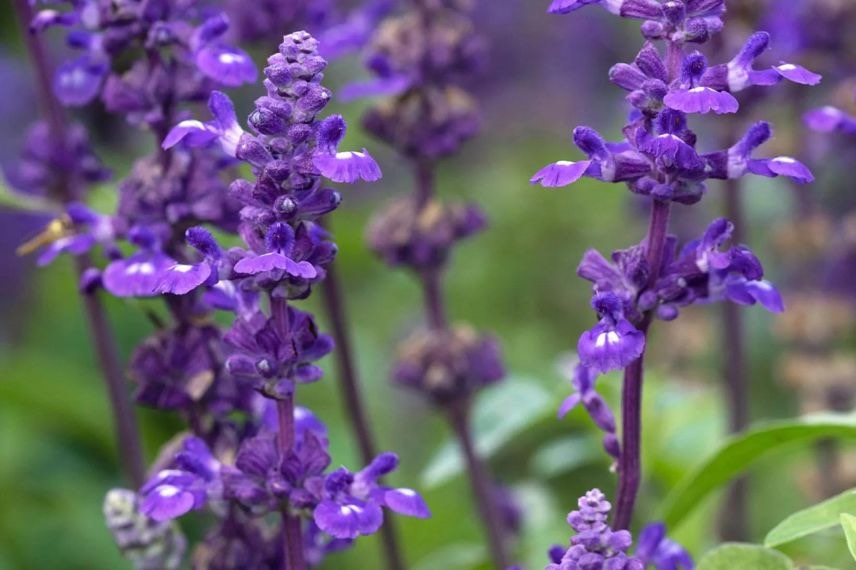 fleurs de sauge farineuse