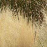 Cultiver un stipa en pot pour animer sa terrasse ou son balcon