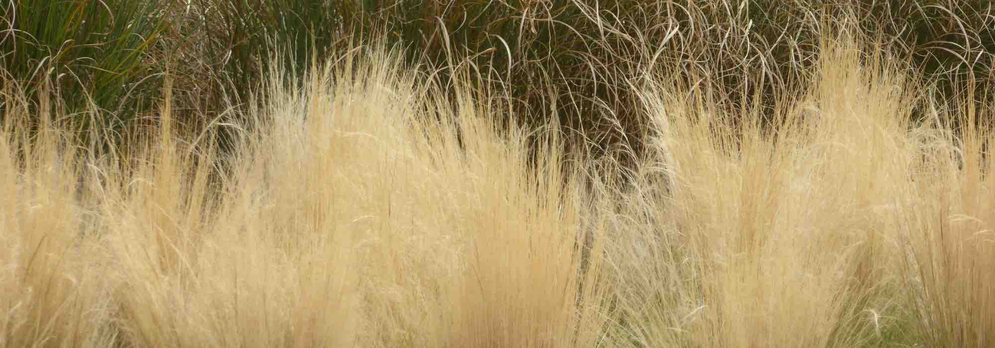 Cultiver un stipa en pot pour animer sa terrasse ou son balcon