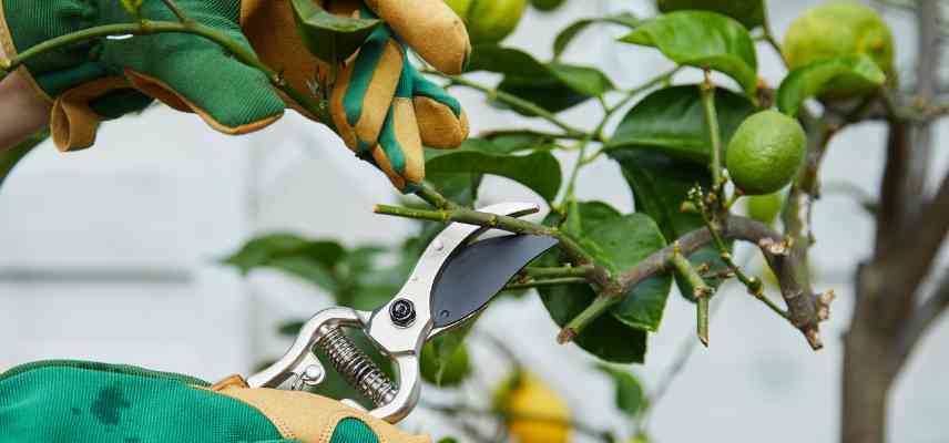 comment tailler les agrumes citronniers orangers