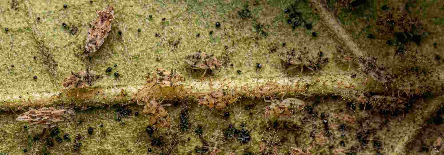 Comment se débarrasser des tigres sur les arbres et arbustes ?