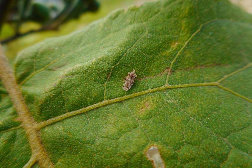 tigres des plantes identification 