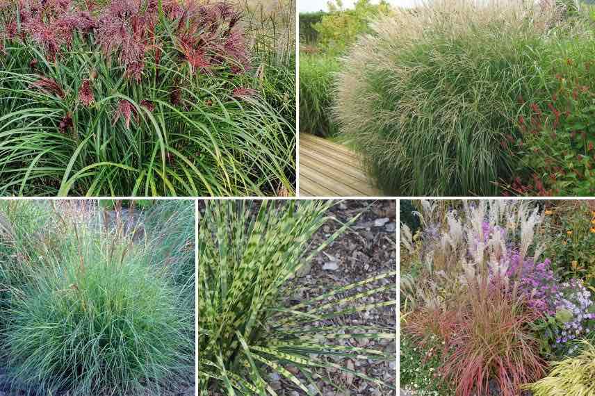 differents feuillages de miscanthus