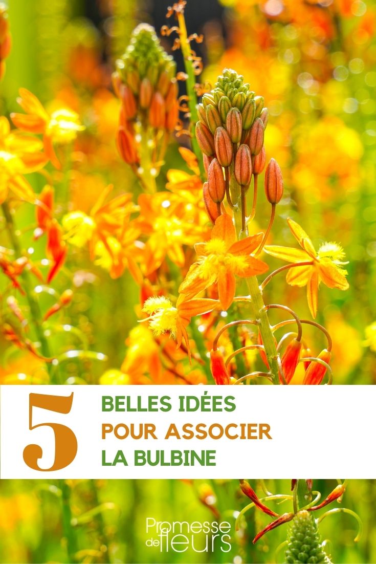 association des fleurs de bulbine