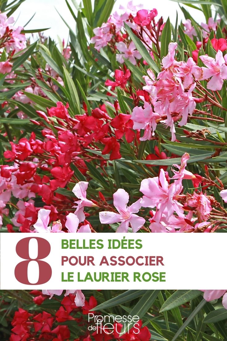 associations du laurier rose au jardin