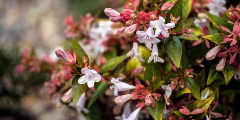 La floraison de l'Abelia grandiflora