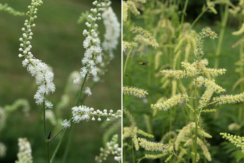 actée à épis blancs