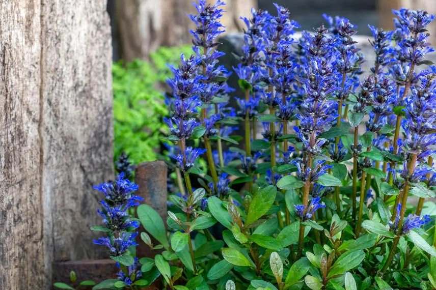 bugle rampante à fleurs bleues