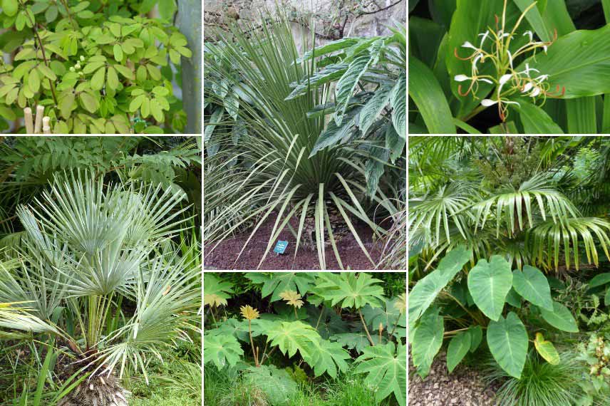 Associer le Dasylirion dans un jardin de style tropical et luxuriant