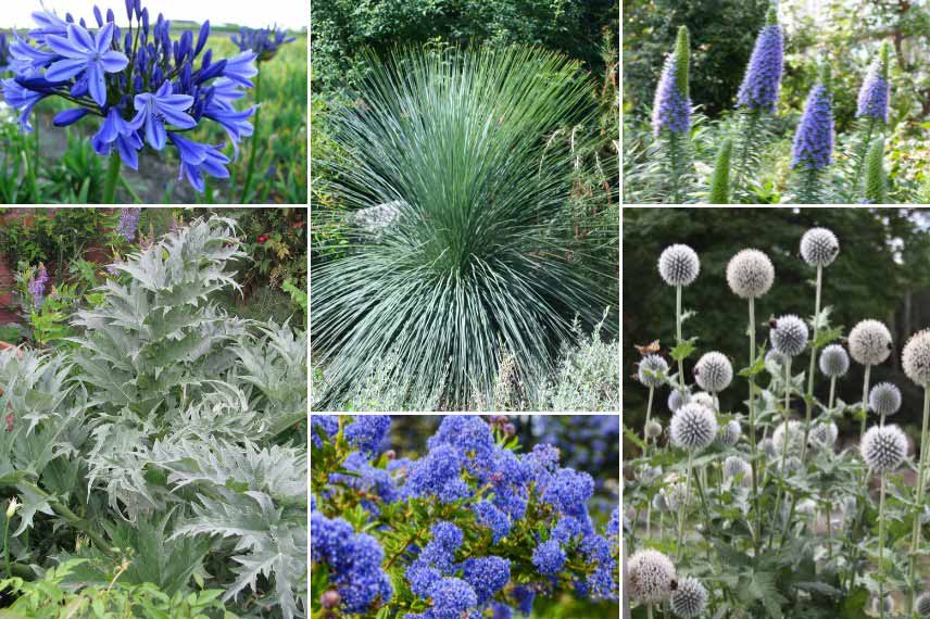 Inspiration pour associer le Dasylirion dans un jardin bleu argenté