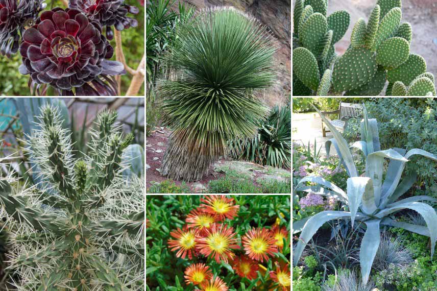 Inspiration pour associer le Dasylirion avec des cactus et plantes grasses