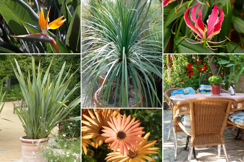 Associer un Dasylirion cultivé en pot sur une terrasse