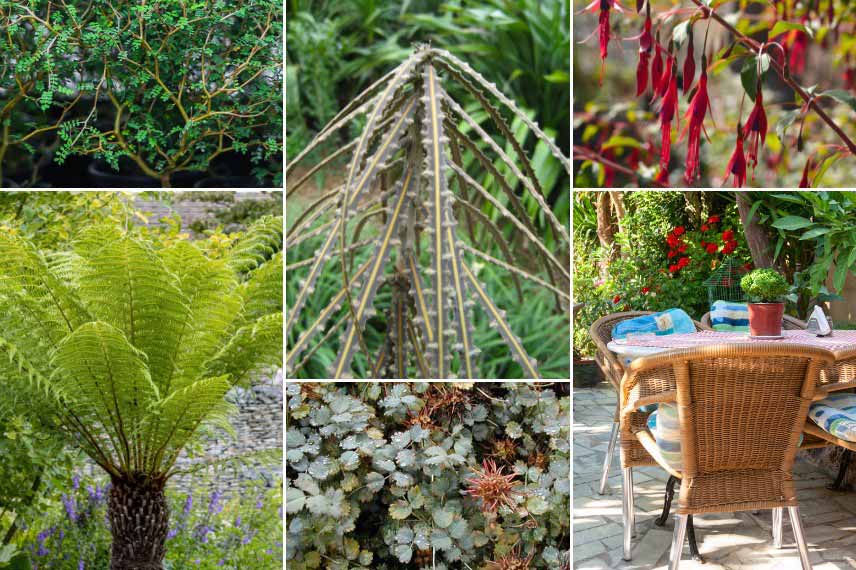 Idée d'association avec un Pseudopanax en pot sur une terrasse