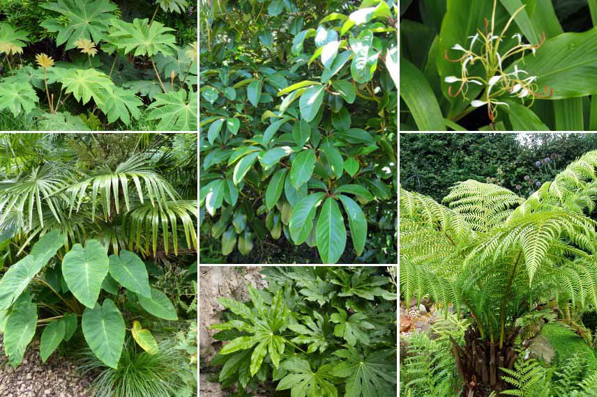 Pseudopanax dans un jardin jungle, associé à des plantes luxuriantes