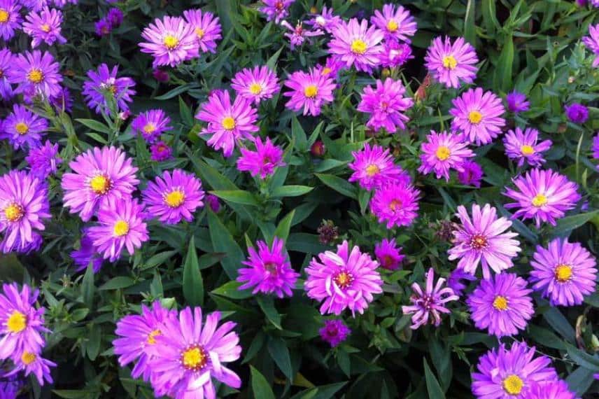 aster à fleur rose 