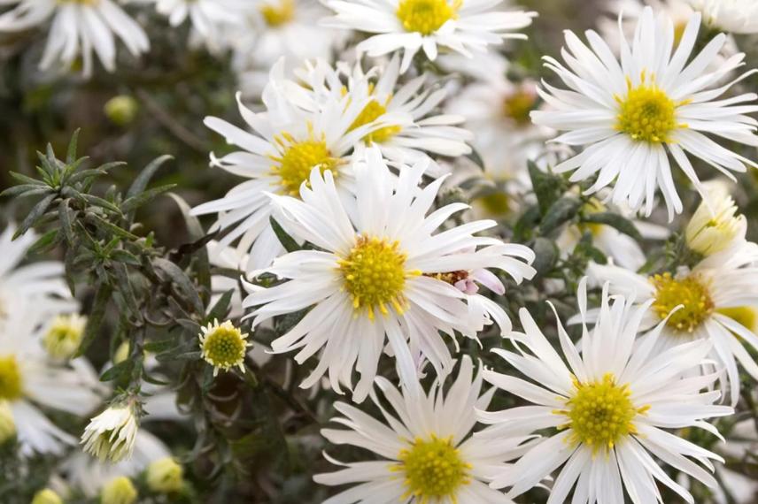 aster nain à fleurs blanches