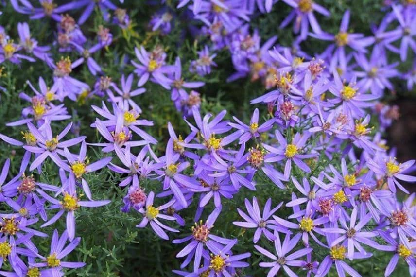 fleurs de l'aster nanus