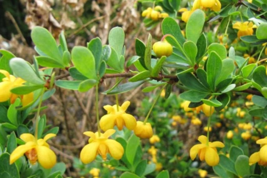 berberis nain à fleurs jaunes