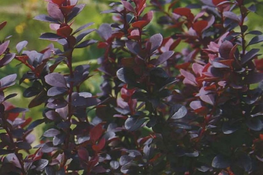 berberis nain à feuillage pourpre 