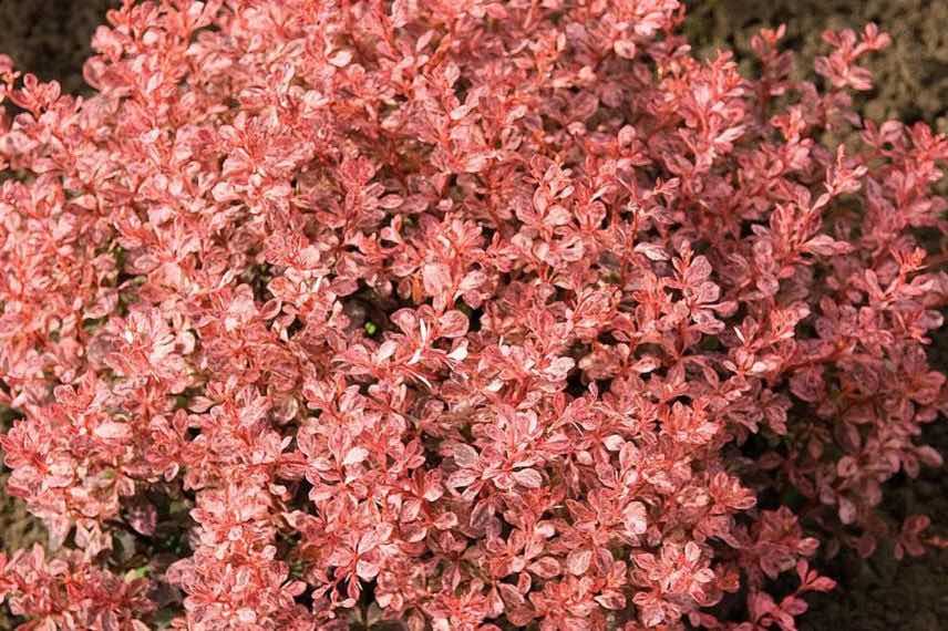 feuillage rosé de berberis nain