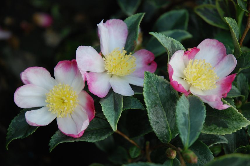 fleurs de Camelia sasanqua