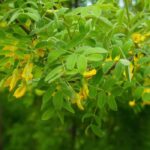 Caragana arborescens, acacia jaune : plantation, culture, entretien