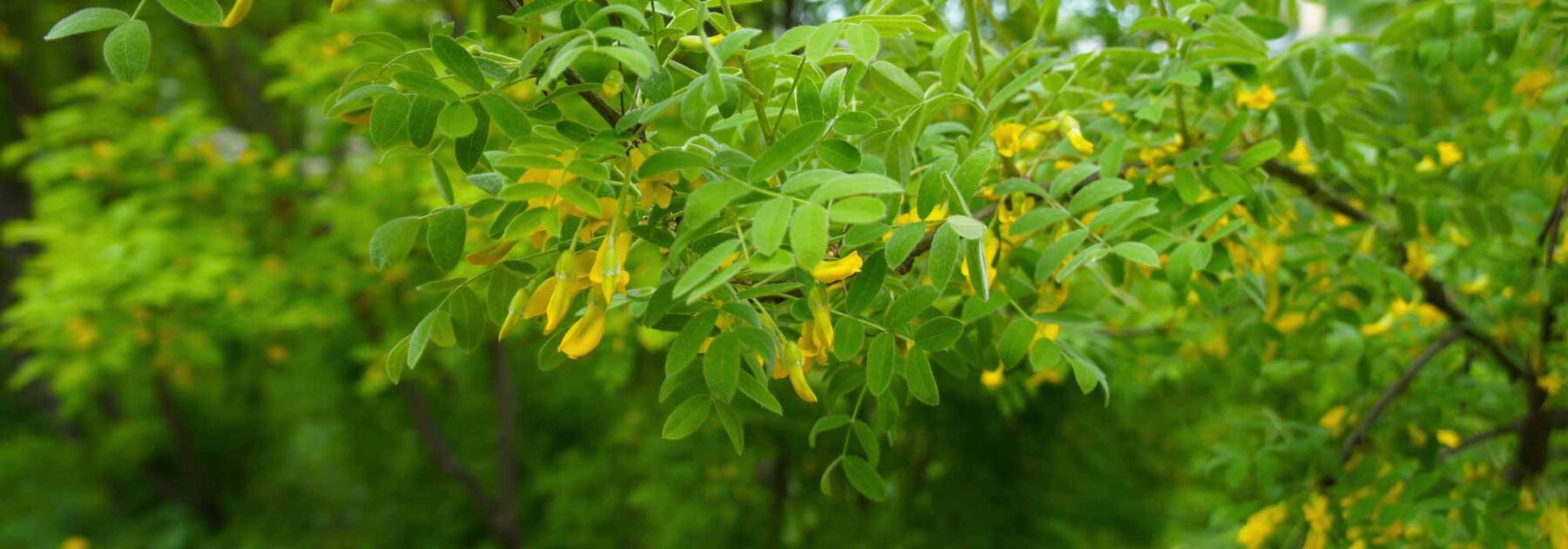 Caragana arborescens, acacia jaune : plantation, culture, entretien