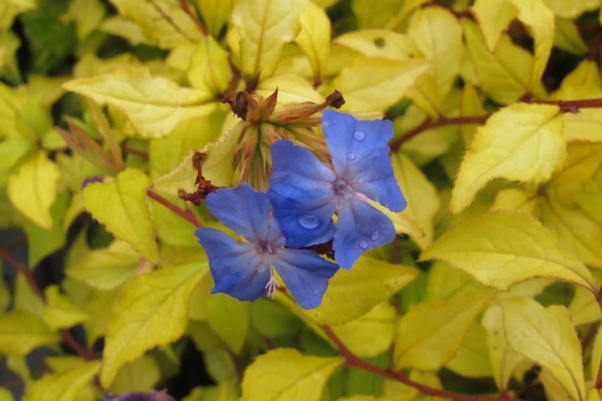 feuillage jaune doré ceratostigma