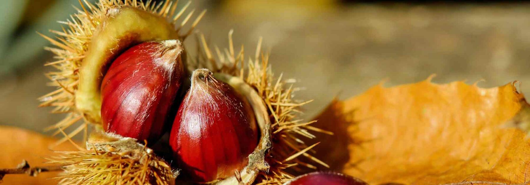 La châtaigne : tout savoir sur ce fruit d'automne